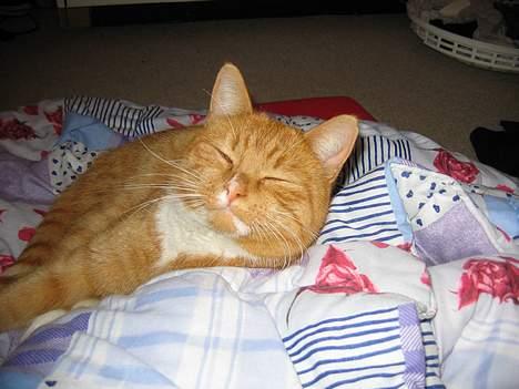 Huskat Simba - Skrid nu, jeg har sagt jeg vil sove i fred. billede 13