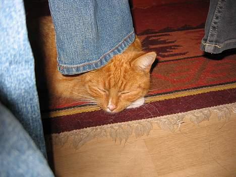 Huskat Simba - Nu gemmer jeg mig under vasketøjet, så kan det være jeg slipper for kameraet. billede 14