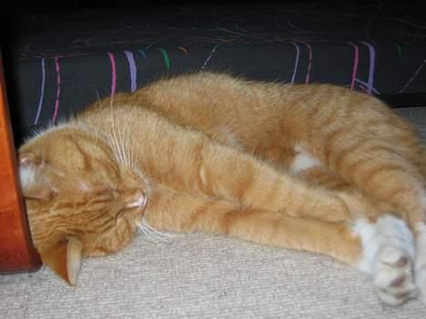 Huskat Simba - Sengen er optaget af min bror, så jeg tager gulvet billede 15