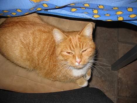 Huskat Simba - Ikke engang under bordet, kan jeg ligge i fred. billede 16