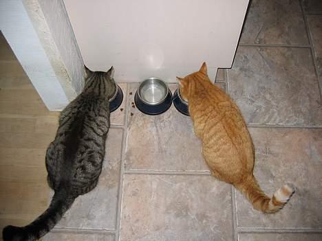 Huskat Rabi - Ja, så skal der spises igen...... billede 7