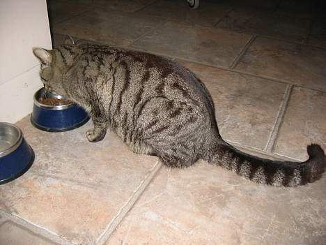 Huskat Rabi - Det er nemmest at tage billeder af Rabi, når han spiser. Det gør han jo hele tiden...... billede 8