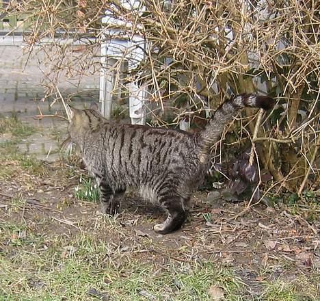 Huskat Rabi - Så sniger jeg mig rundt i haven.....Hvor er der mad....? billede 9