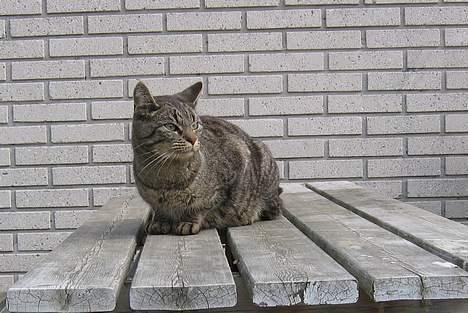 Huskat Rabi - Her kan jeg overskue hele haven billede 10