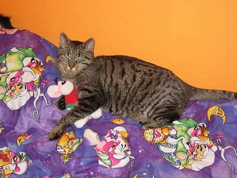 Huskat Rabi - Er jeg ikke bare for lækker,lækker,lækker....... billede 11