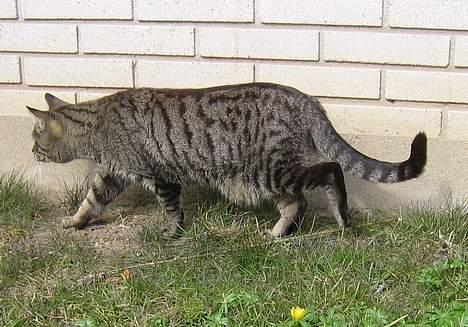 Huskat Rabi - Jeg lister mig af sted på tå, når jeg skal ud og spise,jeg spiser bare det jeg må og det jeg nu behøver..............! billede 12