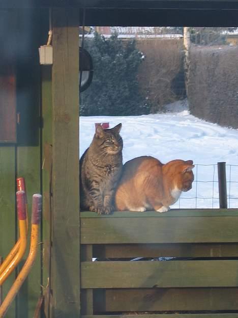Huskat Rabi - Det er os der sidder her ude og fryser....Luk os dog ind.....Hvor er maden !!!!!!! billede 13