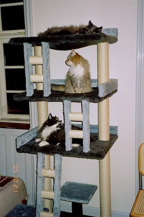 Norsk Skovkat Merlin - Det nye klatremiljø, og jeg ligger øverst oppe, så jeg har bedst udkig billede 7