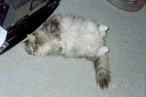 Norsk Skovkat Uther billede 6