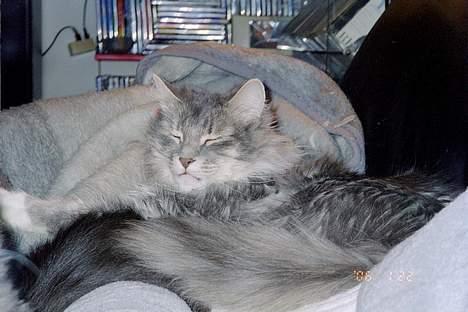 Norsk Skovkat Uther - jeg er nu blevet bedre til at hygge billede 7