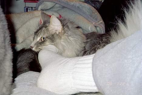 Norsk Skovkat Uther - fodfetischist? hvem, mig? billede 8