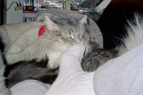 Norsk Skovkat Uther - nej, jeg er ikke fodfetischist, eeeeelsker bare at nusse med fødder *G* billede 9