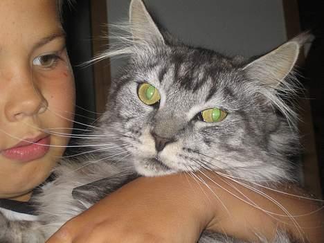 Maine Coon  Chinook Kittery poor boy billede 1