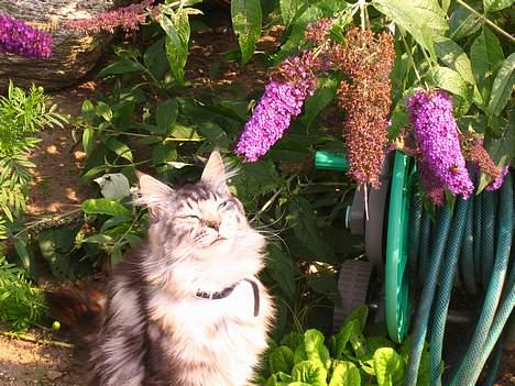 Maine Coon  Chinook Kittery poor boy - på sommerfugle jagt billede 2