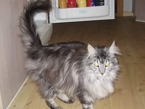 Maine Coon  Chinook Kittery poor boy billede 3
