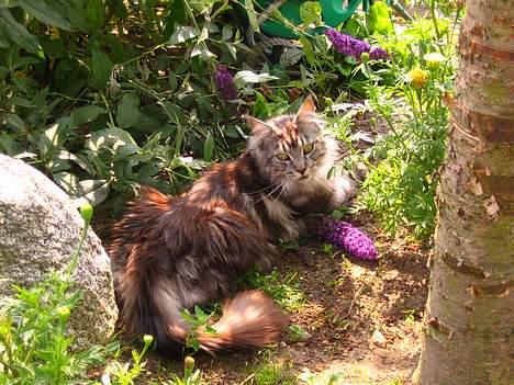 Maine Coon  Chinook Kittery poor boy billede 4