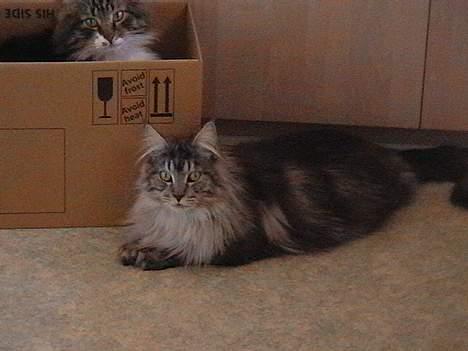 Maine Coon  Chinook Kittery poor boy - der er kun plads til en i kassen billede 5