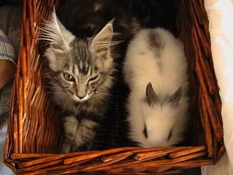 Maine Coon  Chinook Kittery poor boy - Såå pyt da, men jeg bliver altså større end dig. billede 6