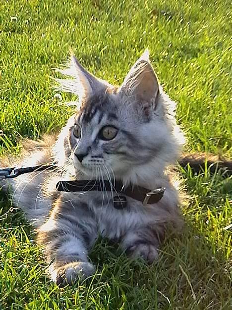Maine Coon  Chinook Kittery poor boy billede 7