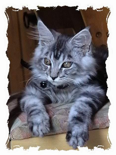 Maine Coon  Chinook Kittery poor boy billede 8