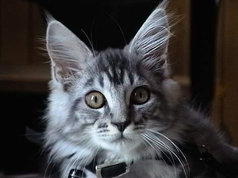 Maine Coon  Chinook Kittery poor boy billede 9