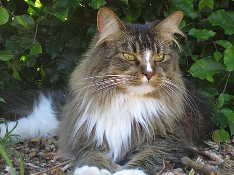 Maine Coon Victor billede 1