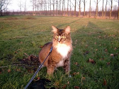 Maine Coon Victor billede 2