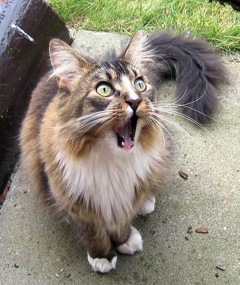 Maine Coon Victor billede 3