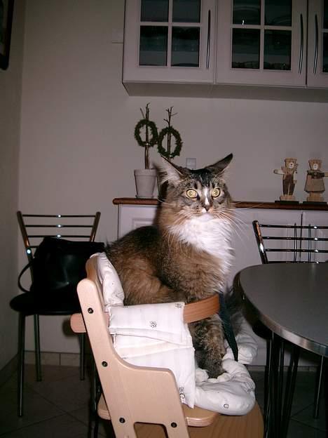 Maine Coon Victor billede 4