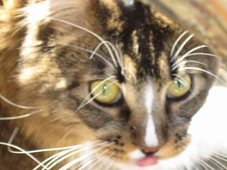 Maine Coon Victor billede 5