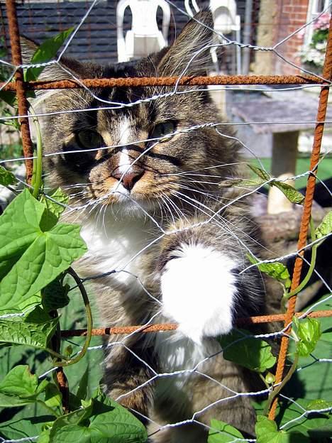 Maine Coon Victor billede 6