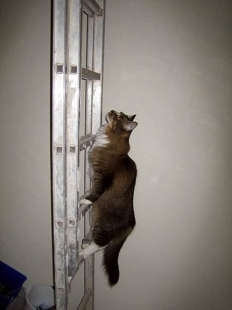 Maine Coon Victor billede 7