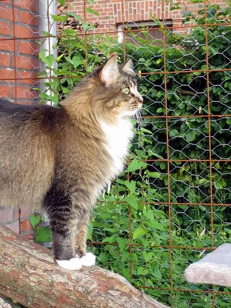 Maine Coon Victor billede 8