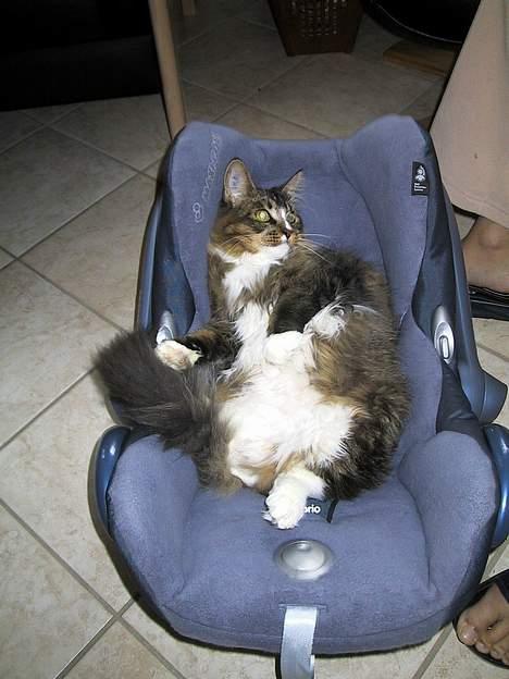 Maine Coon Victor billede 9