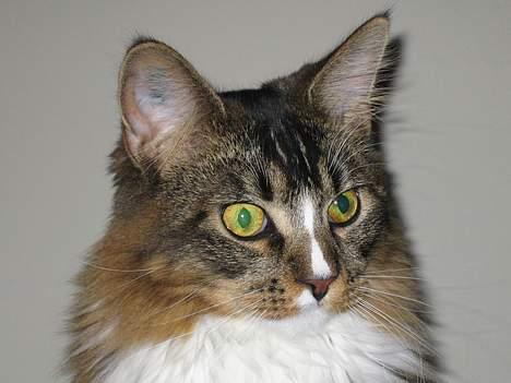 Maine Coon Victor billede 10