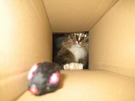 Maine Coon Victor billede 11