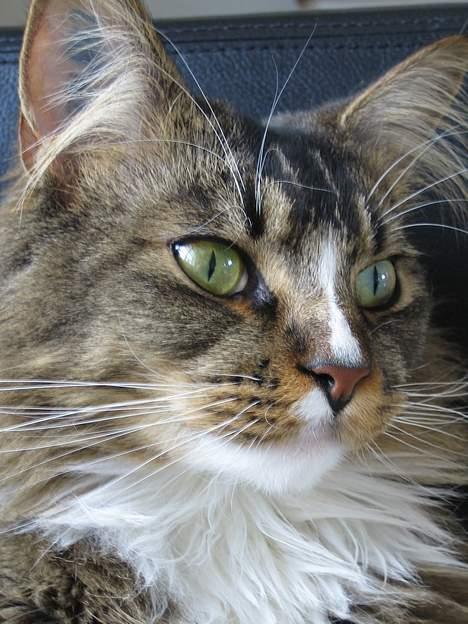 Maine Coon Victor billede 12