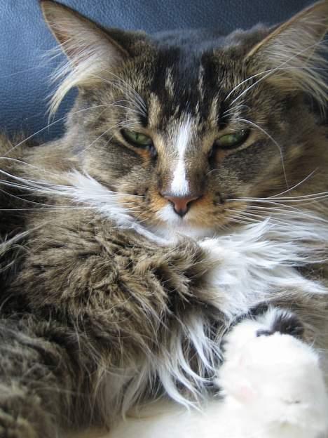Maine Coon Victor billede 13