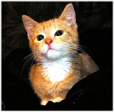 Blanding af racer Zeus billede 2