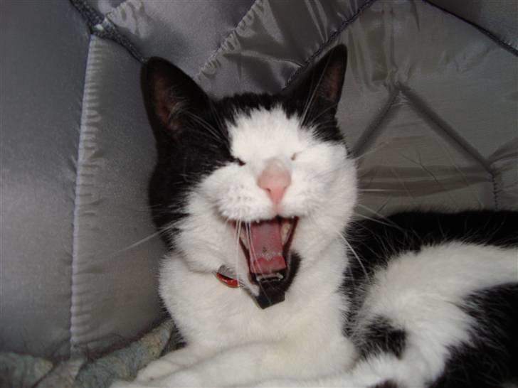 Blanding af racer Lille Mille - der kan man se den sorte plet på hendes tunge :) billede 16