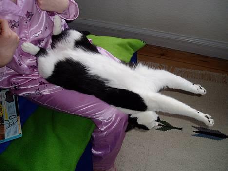 Blanding af racer Lille Mille - Ååååh - man har vel lov at strække sig! billede 17