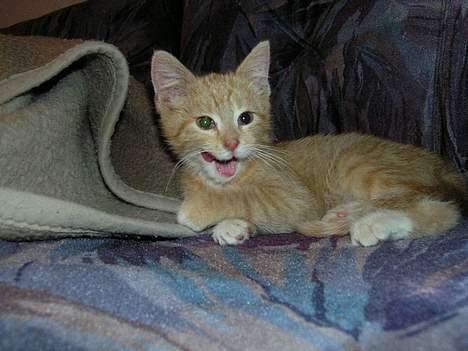 Blanding af racer Zeus billede 3