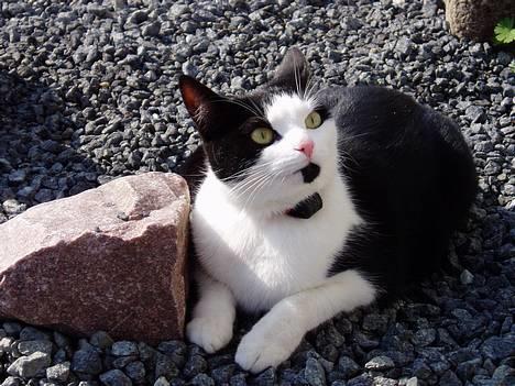 Blanding af racer Lille Mille - My Beautiful Kitty <3 billede 18