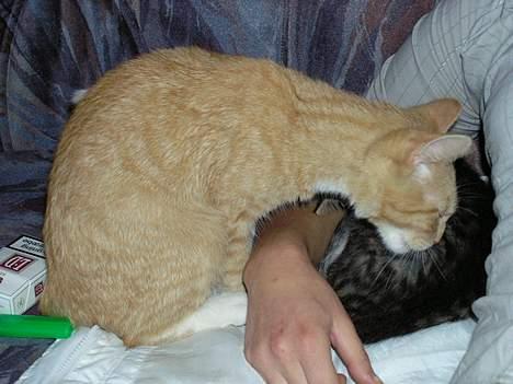 Blanding af racer Zeus billede 5