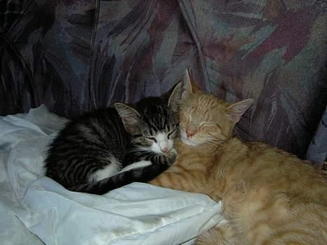 Blanding af racer Zeus billede 6