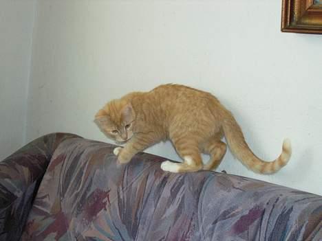 Blanding af racer Zeus billede 7