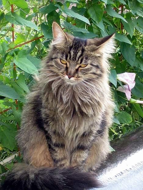 Maine Coon Mollie billede 1