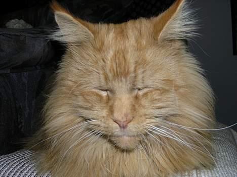 Maine Coon Løvehulen Mighty Hercules billede 3