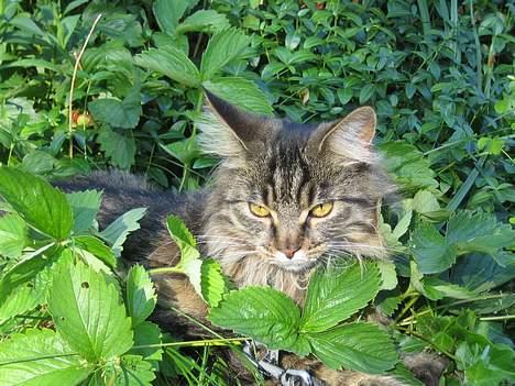 Maine Coon Mollie billede 2