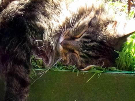 Maine Coon Mollie billede 3